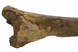 Hadrosaur (Edmontosaurus) Tibia - Wyoming #292608-5